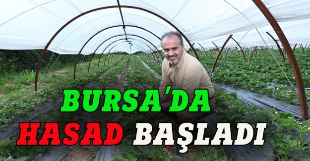 Bursa'da  ahududu ve yediveren çilek hasadı