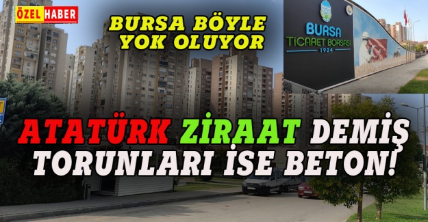 Bursa yok oluyor, Atatürk ziraat demiş, torunları ise  beton!