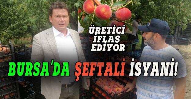 CHP'li Aydın: Bursa’da şeftali üreticisi kalmayacak