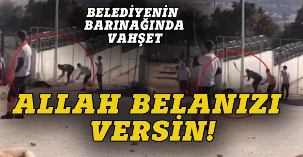 AK Partili belediyenin barınağında köpeklere vahşet!