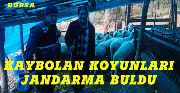 Bursa'da kaybolan koyunları jandarma buldu
