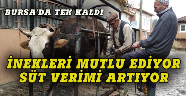Bursa'dan herkese örnek oluyor, ineklerin verimi artıyor